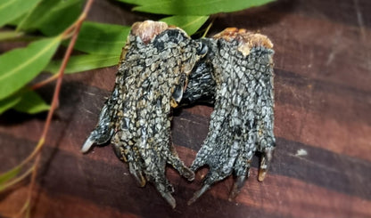 Crocodile Feet