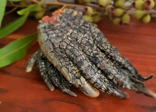 Crocodile Feet