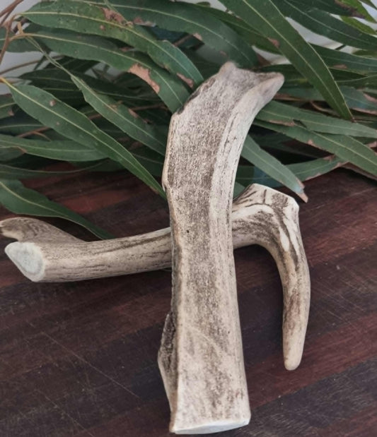 Dear antlers